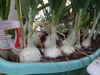 Coltivare aglio e cipolla sul balcone si può