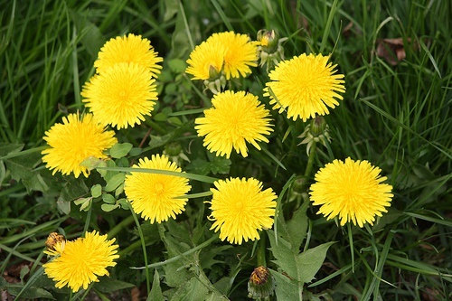 Fiori di dente di leone