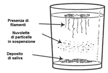 Candida: individuatela con una semplice prova