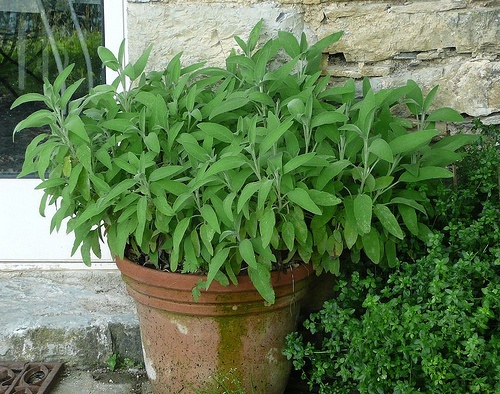 salvia in cesto