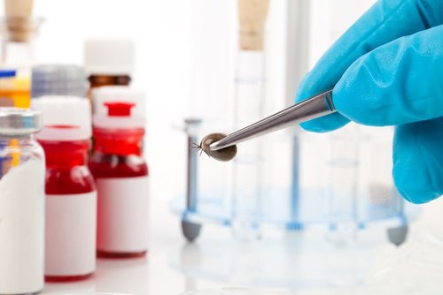 Le zecche sono piccoli parassiti che possono provocare gravi malattie