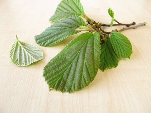 amamelide combattere le varici