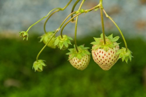 piantina di fragola ananasso