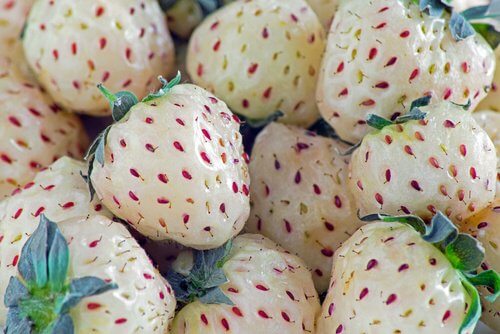 Conoscete il pineberry? Una fragola dal sapore di ananas!