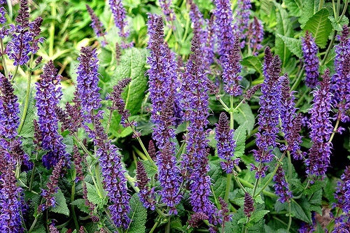 salvia fiorita