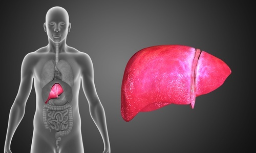 il consumo di zenzero e cannella è in grado di stimolare la pulizia del fegato