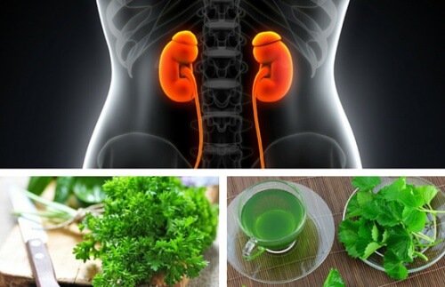 I migliori infusi per migliorare la funzionalità renale