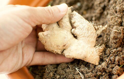 Coltivare la pianta di zenzero in casa, ecco come