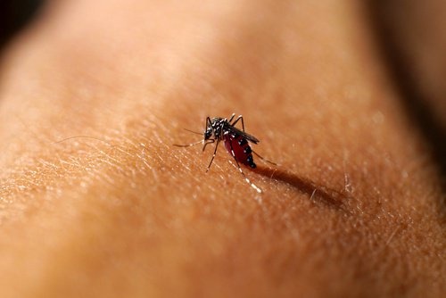zanzara sulla pelle