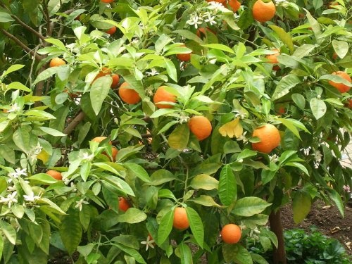 Arancio-amaro-500x375