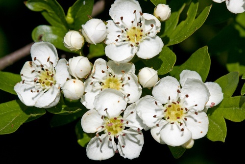 Fiore di biancospino