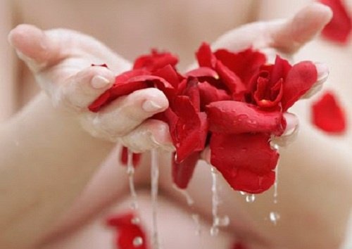 Rosa e i suoi benefici per la salute