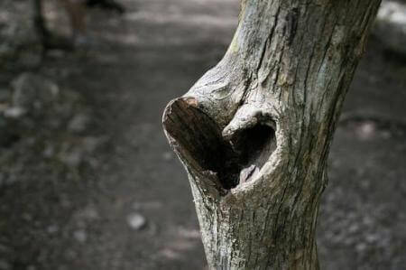 Malattie del cuore