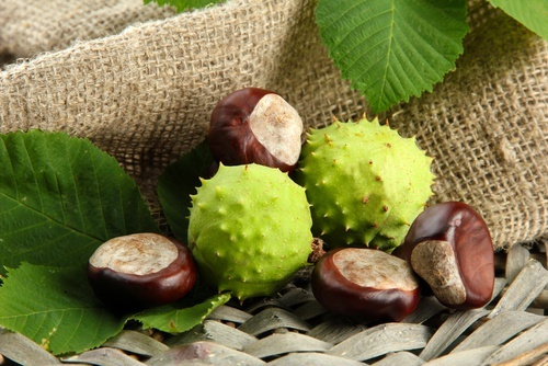 ricci di ippocastano