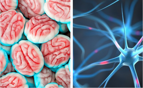 Cervello e neuroni