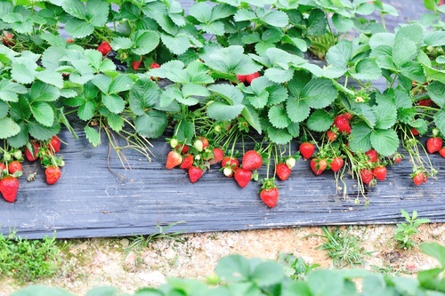 Foglie di fragola