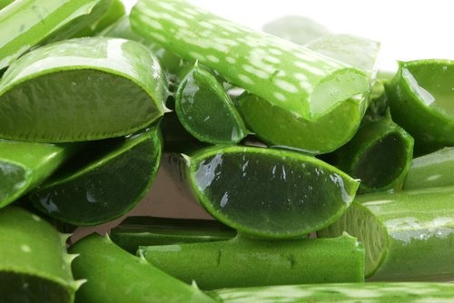 Aloe vera