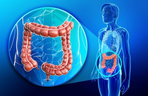 intestino-500x324