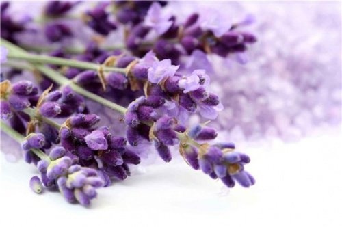 Lavanda tra le tisane per calmare l'ansia