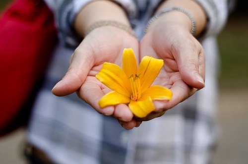 mani giovani con fiore