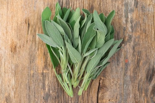 Salvia