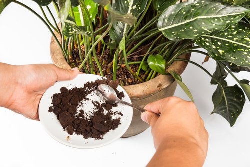 Fertilizzante biologico