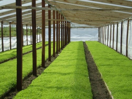 coltivazione piantine in serra