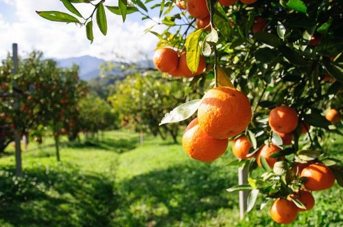 Piantaigone di arance