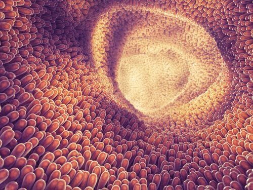 Parassiti nel corpo: 9 sintomi nel indicano la presenza