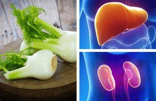 Il finocchio per curare fegato e reni