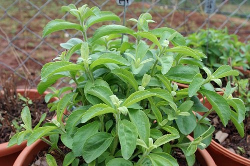 pianta di stevia