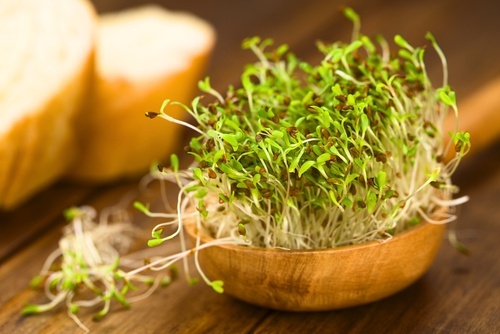 Erba medica contro i sintomi comuni della menopausa
