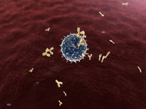 Cellula bianca del sistema linfatico