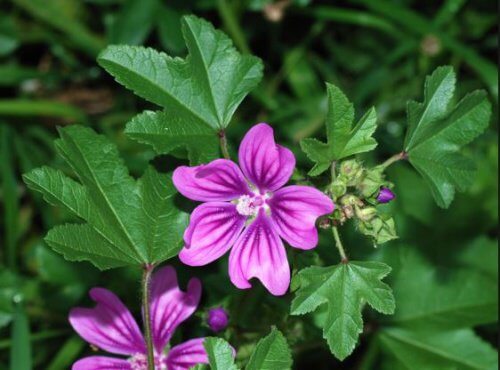 fiori viola