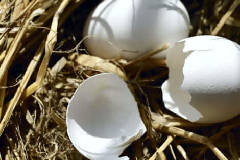 Gusci d'uova come fertilizzante