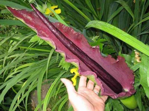 pianta da interni di dragontea