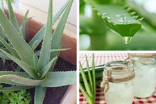 Perché coltivare aloe vera in casa?