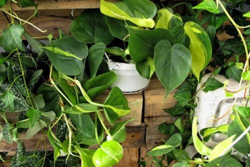 5 piante da interni che potrebbero rivelarsi pericolose