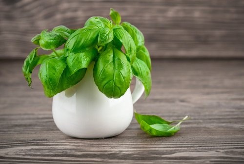 basilico per allontanare gli insetti in casa