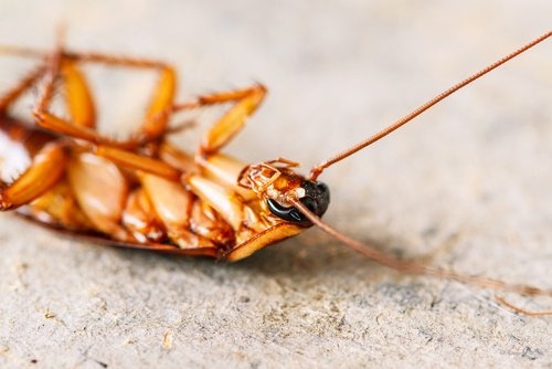 contro gli scarafaggi