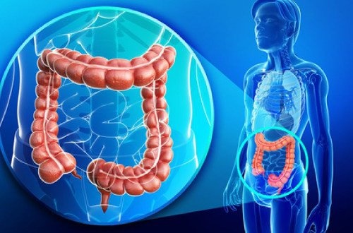 il colon