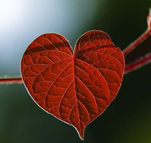 foglia a forma di cuore