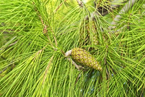 Regolare l'ipertensione: foglie di pino.