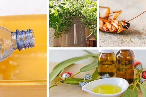 Come allontanare gli insetti in casa senza prodotti tossici