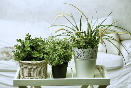 6 piante ideali per la stanza da letto
