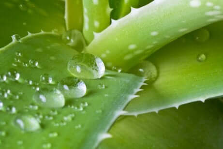 Succo di aloe vera