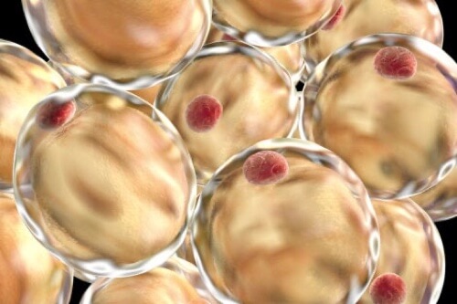 Cellule di grasso