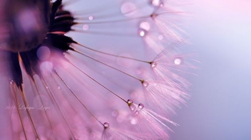 dente di leone rosa