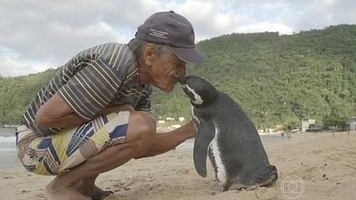 Il pinguino che ogni anno fa visita all’uomo che l'ha salvato
