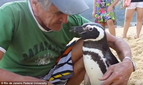 pinguino brasile